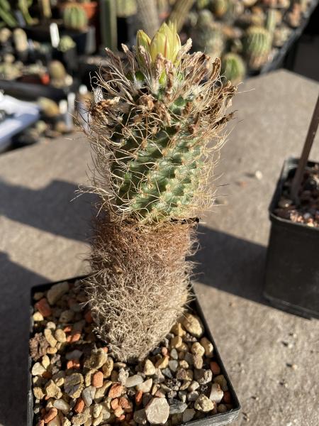 Turbinicarpus pseudomacrochele
